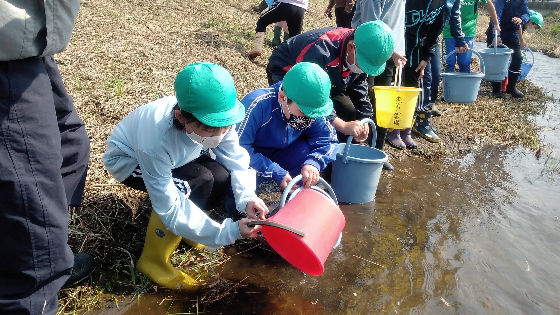 地域の子どもたちが川へ稚魚を放流する様子