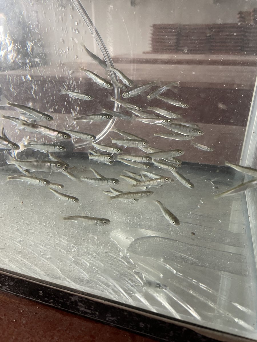 水槽で育つさけの稚魚
